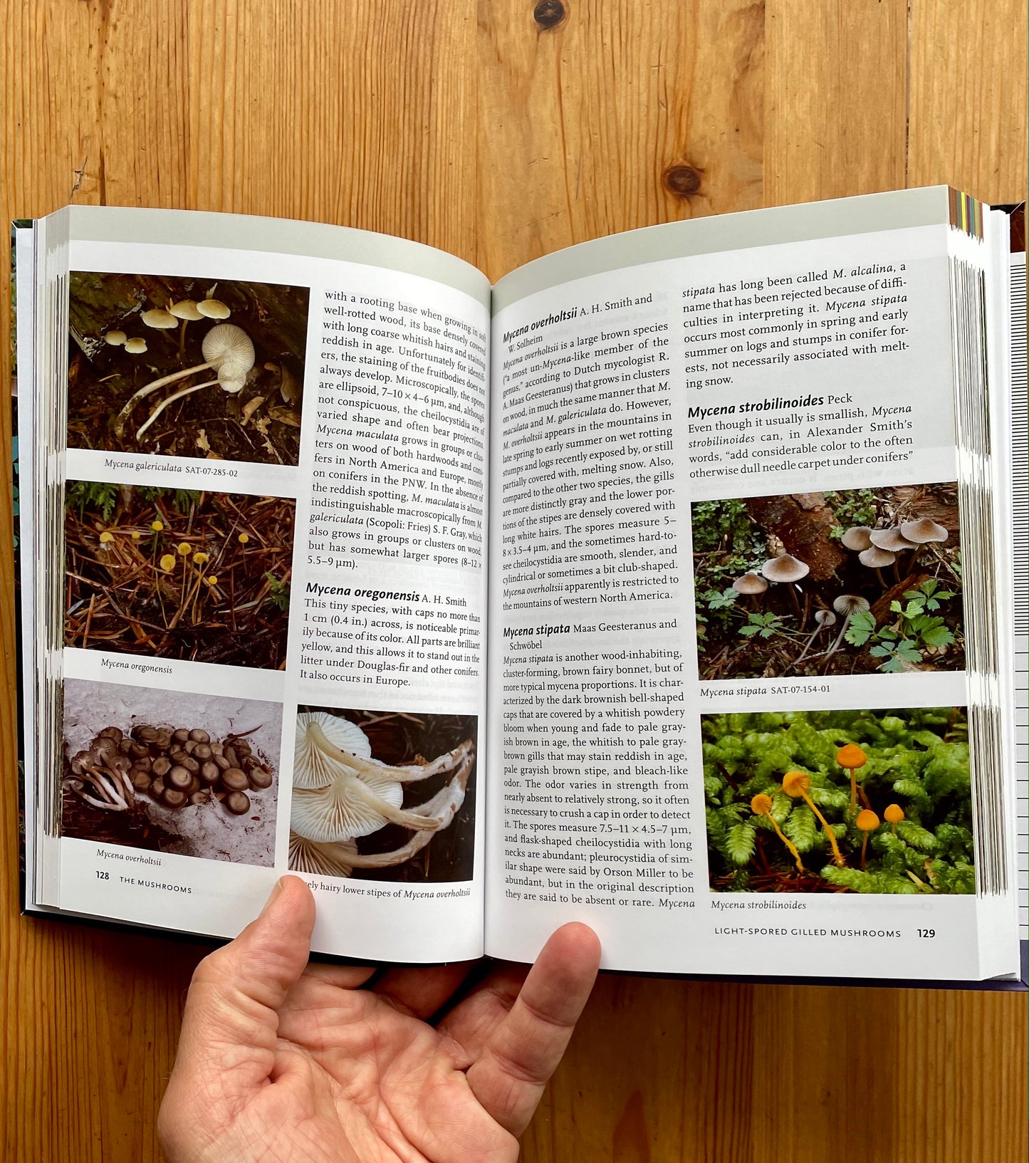 Mushrooms of the Pacific Northwest Book