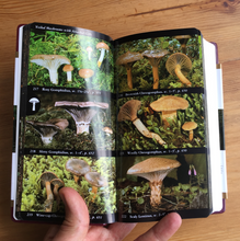 National Audubon Society Field Guide to Mushrooms North America Book